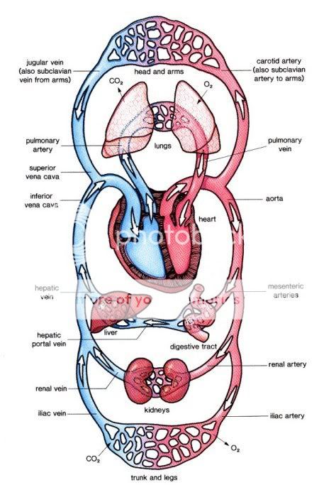 Hệ tuần hoàn máu ở Người Circulatory_system